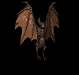 Ravenloft...